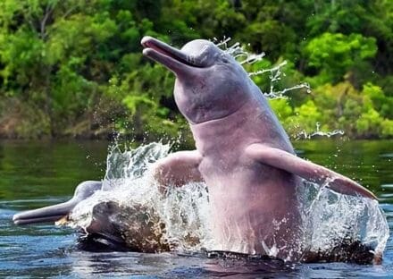 Galería de imágenes en miniatura