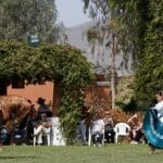 caballo de paso lima