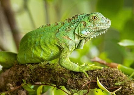 Galería de imágenes en miniatura