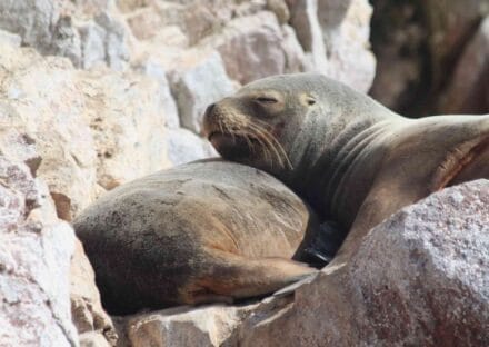 Galería de imágenes en miniatura