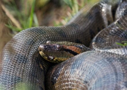 Galería de imágenes en miniatura