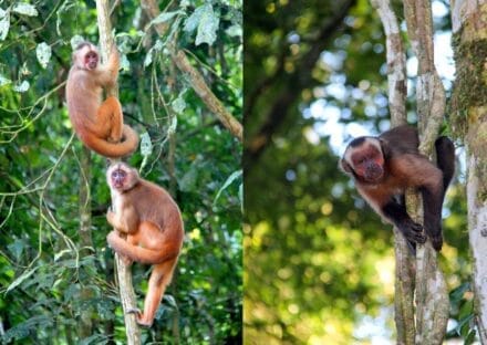 Galería de imágenes en miniatura