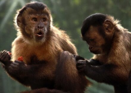 Galería de imágenes en miniatura