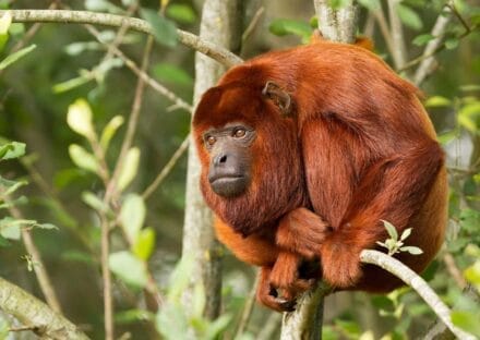 Galería de imágenes en miniatura