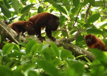 Galería de imágenes en miniatura