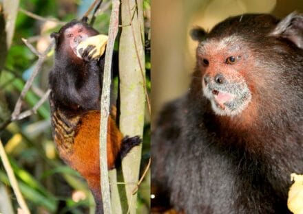 Galería de imágenes en miniatura