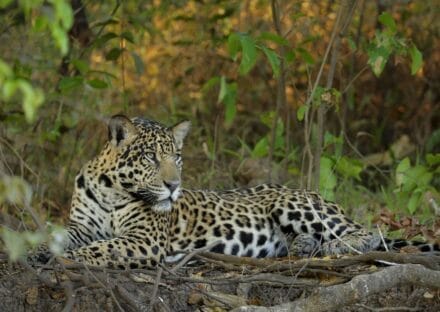 Galería de imágenes en miniatura