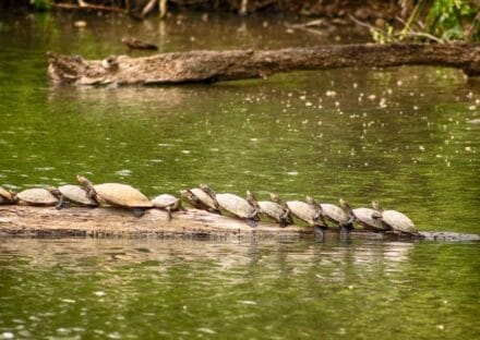 Galería de imágenes en miniatura