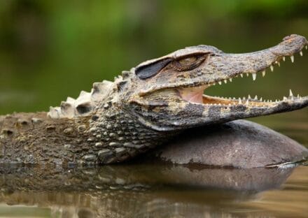 Galería de imágenes en miniatura