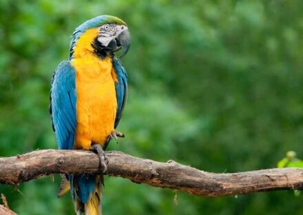 Galería de imágenes en miniatura