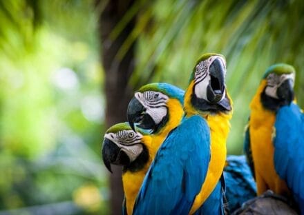 Galería de imágenes en miniatura