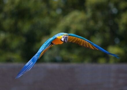 Galería de imágenes en miniatura