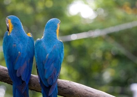 Galería de imágenes en miniatura