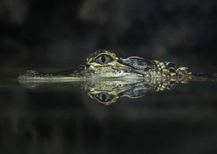 Galería de imágenes en miniatura