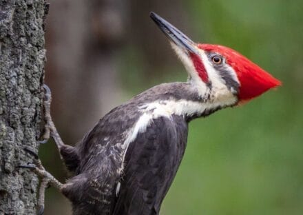 Galería de imágenes en miniatura