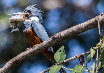 Galería de imágenes en miniatura