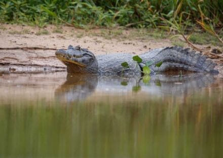 Galería de imágenes en miniatura