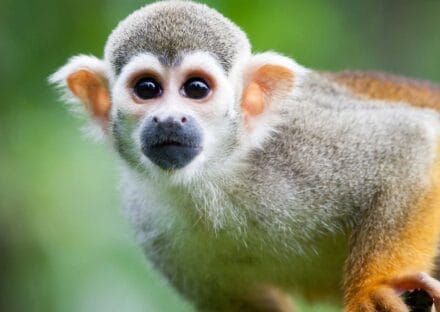 Galería de imágenes en miniatura