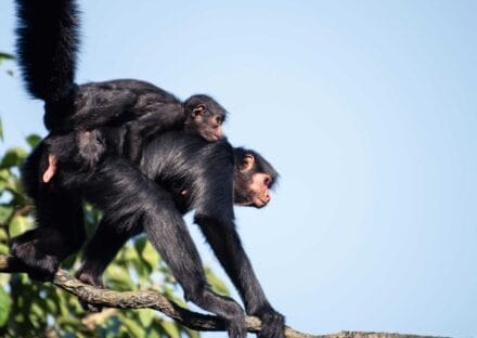 Galería de imágenes en miniatura