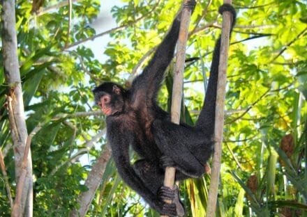 Galería de imágenes en miniatura