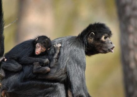 Galería de imágenes en miniatura