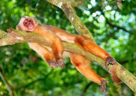 Galería de imágenes en miniatura