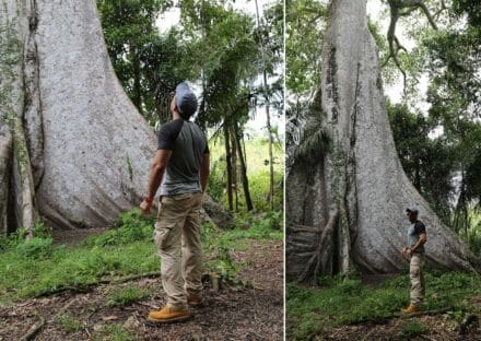 Galería de imágenes en miniatura
