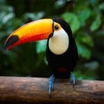 Tucan iquitos