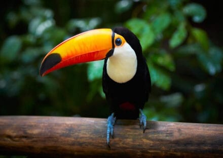 Galería de imágenes en miniatura