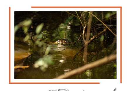 Galería de imágenes en miniatura