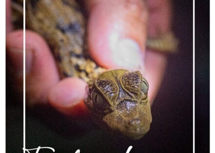 Galería de imágenes en miniatura