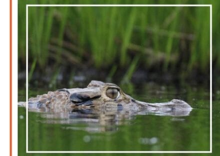 Galería de imágenes en miniatura