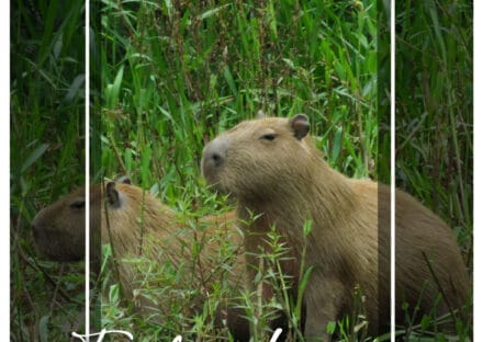 Galería de imágenes en miniatura