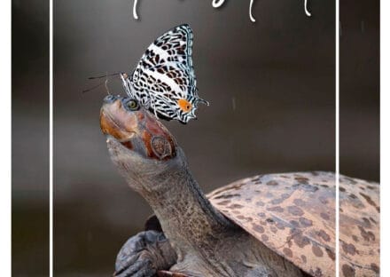 Galería de imágenes en miniatura